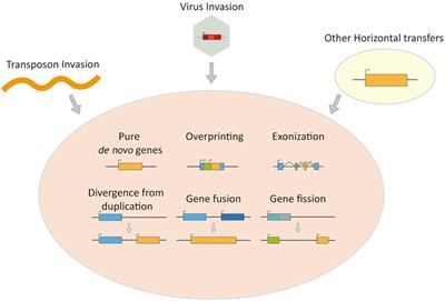 New Genes Born-In or Invading Vertebrate Genomes